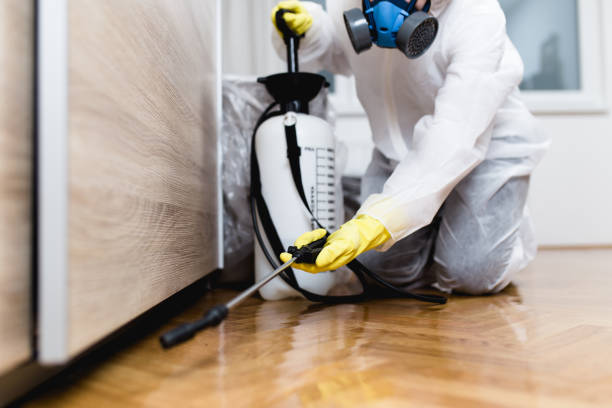 Best Termite Control Services  in Kensington, CA