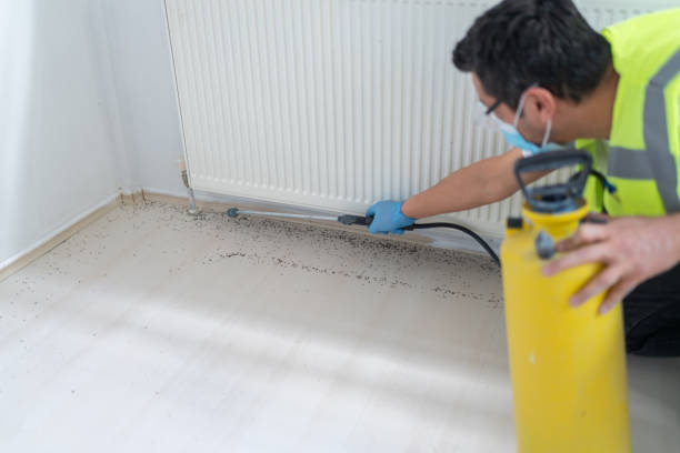 Best Flea Control Services  in Kensington, CA